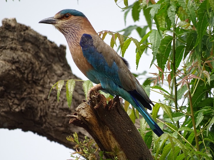 Hakki Habba-Karnataka's annual birdwatching festival kicks off - Mysuru  Online